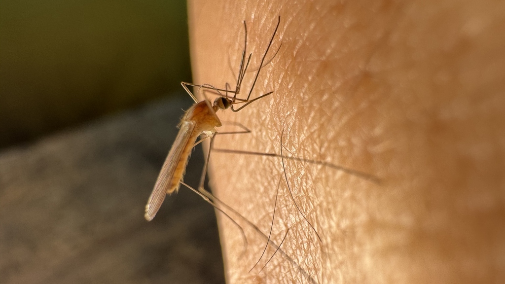 Stechmücke der Gattung Anopheles – verantwortlich für die Übertragung von Malaria auf den Menschen